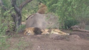 Lions at Phoenix Zoo