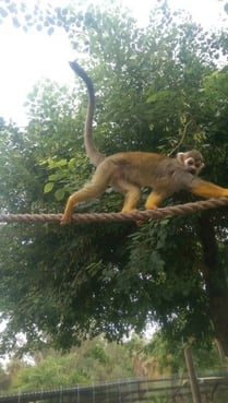 Monkey at Phoenix Zoo