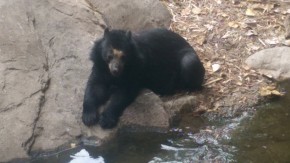 Andean Bear at Phoenix Zoo