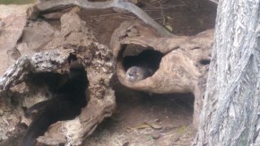 Otters at Phoenix Zoo