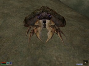 MudcrabMorrowind