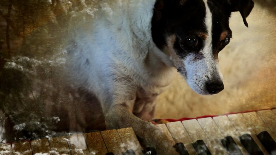 Lolabelle playing keyboard